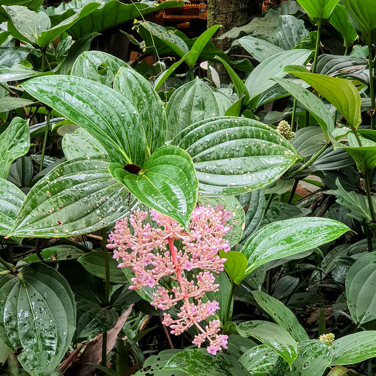 Folhas e inflorescência da medinilha arbustiva.