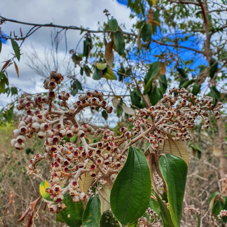 Folhas e frutos da canela-de-velho.