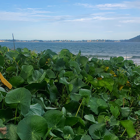 Erva-capitão em vegetação de resinga.