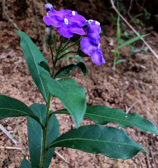 Folhas e flores do manacá-bravo.