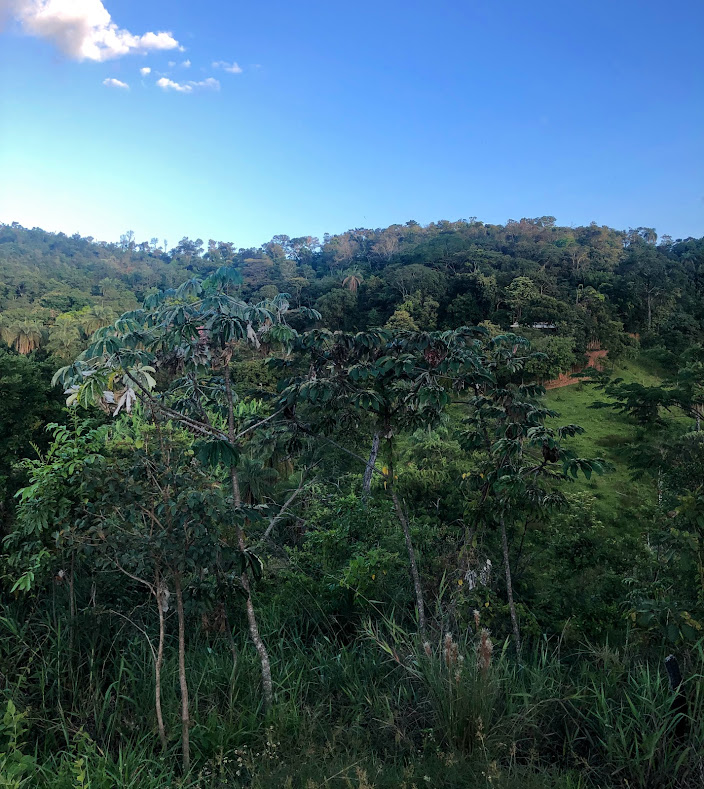 Cecropia Pachystachya Emba Ba Branca Biologia Da Paisagem