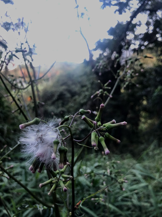 Flores e frutos do pincel-de-estudante-gigante.