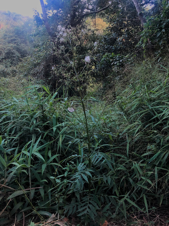 Pincel-de-estudante-gigante em área florestal.