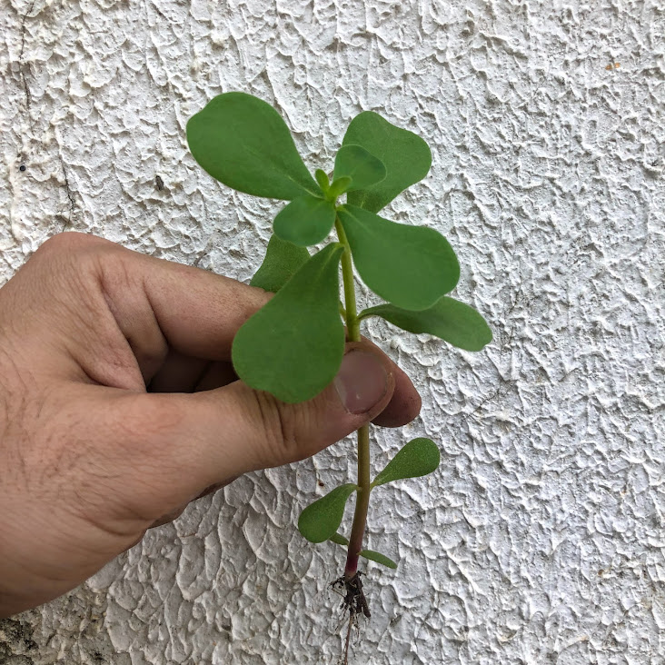 Beldroega jovem .