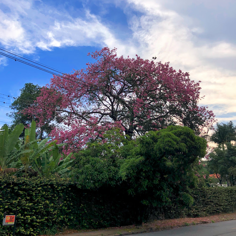 Paineira-rosa florida.