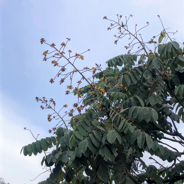 Folhas e inflorescências do araribá-amarelo.