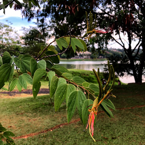 Folhas, flores e frutos do mororó-vermelho.