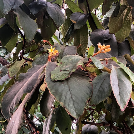 Folhas e flores da escova-de-macaco.