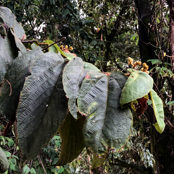 Folhas e flores da escova-de-macaco.