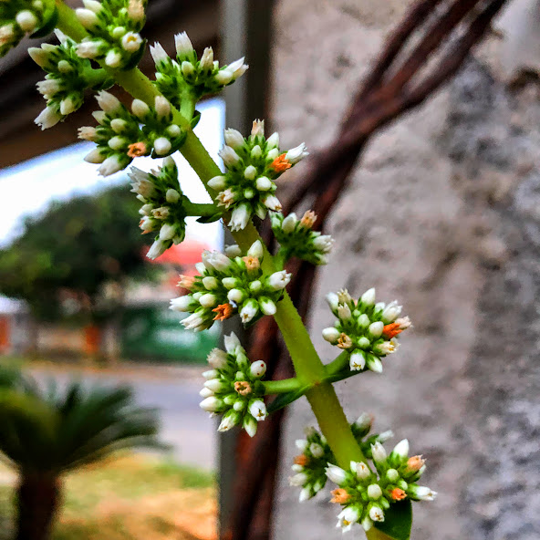 Inflorescência da crássula-fogeueira.