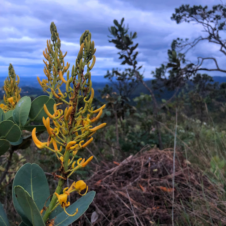 Pau doce (Vochysia elliptica)