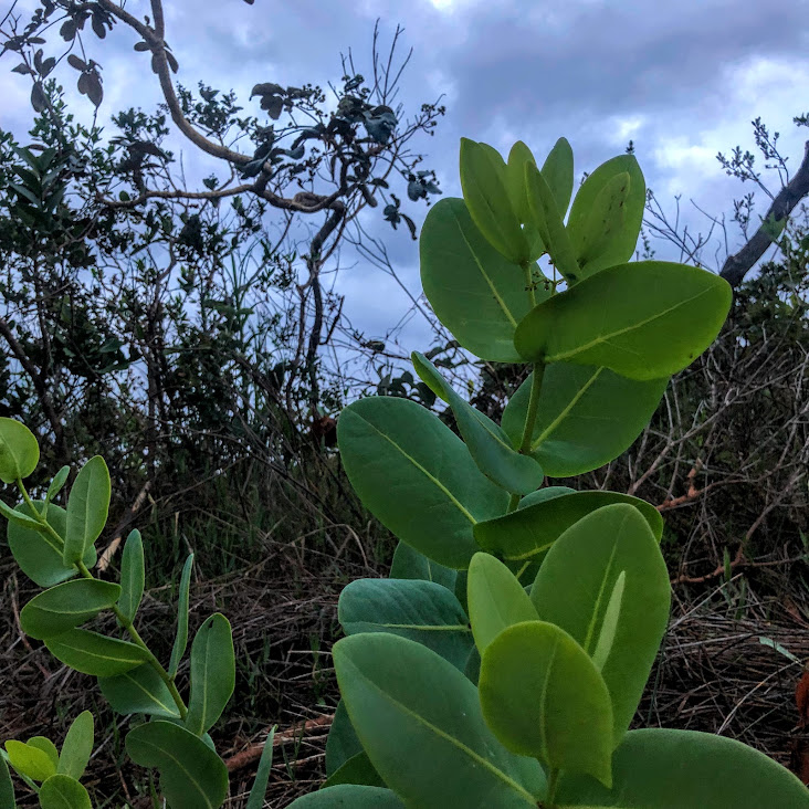 Pau doce (Vochysia elliptica)