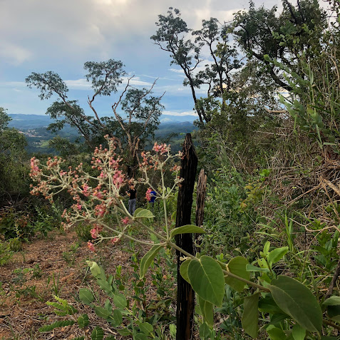 folhas e inflorescências do abiu-da-várzea.