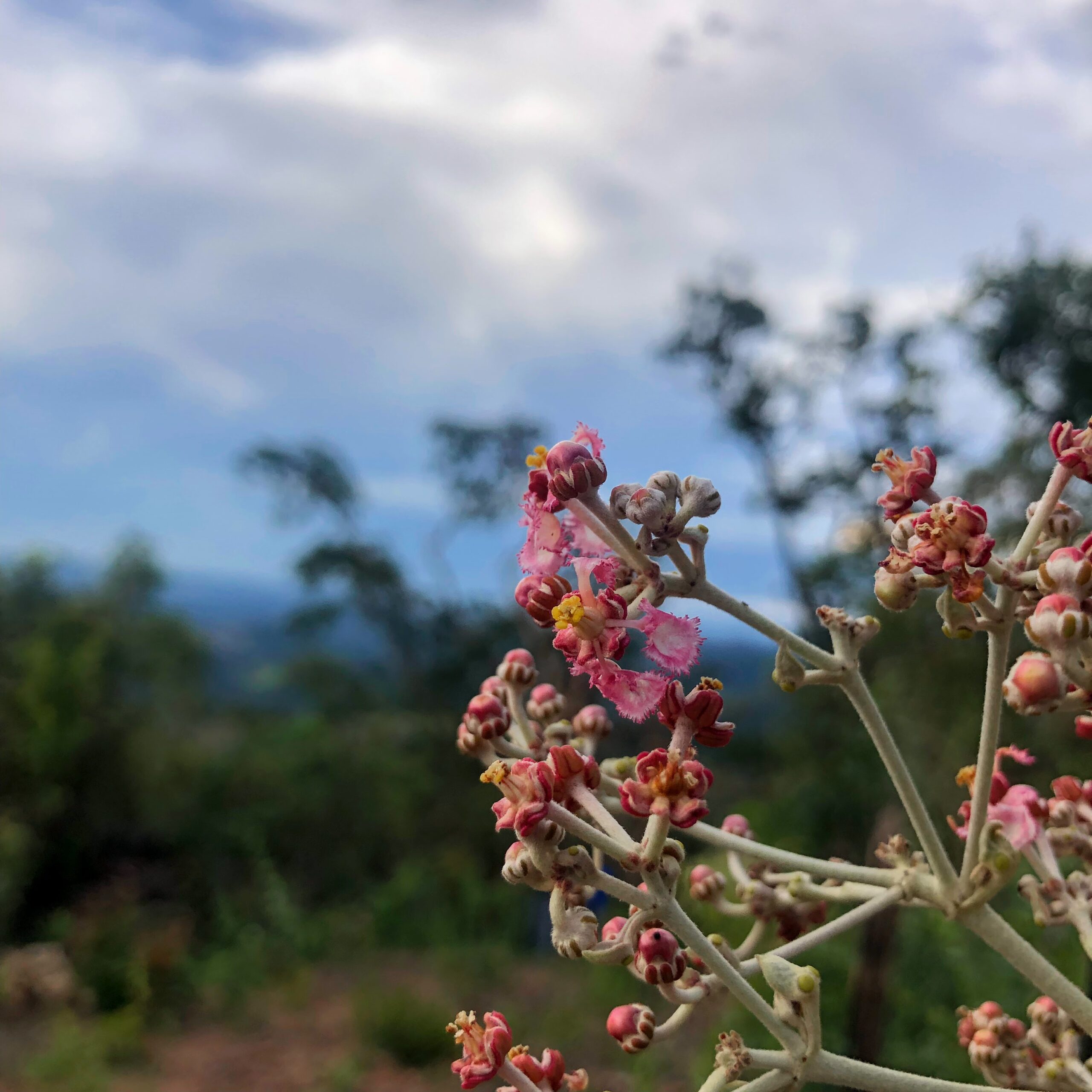 Flores do abiu-da-várzea.