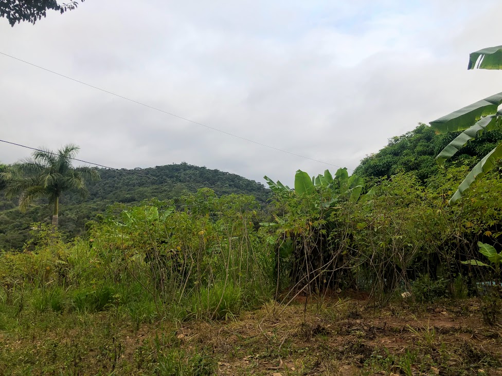 Plantação de mandiocas.