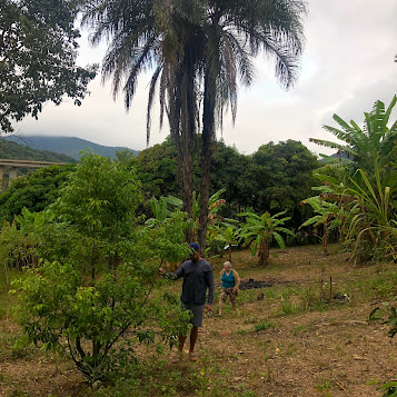 Pé de canela em sítio.