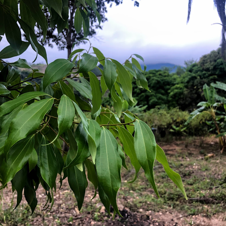 Folhagem da canela-da-índia.