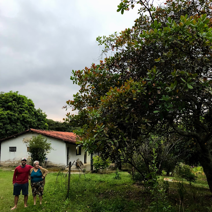 Cajueiro em jardim de sítio.