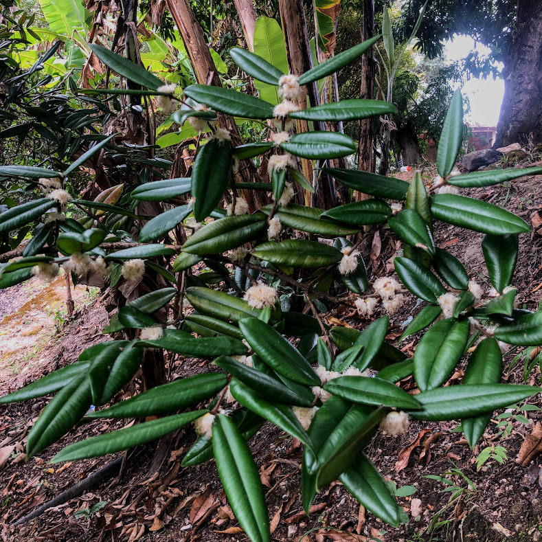 Folhas e flores da guapirijuba.