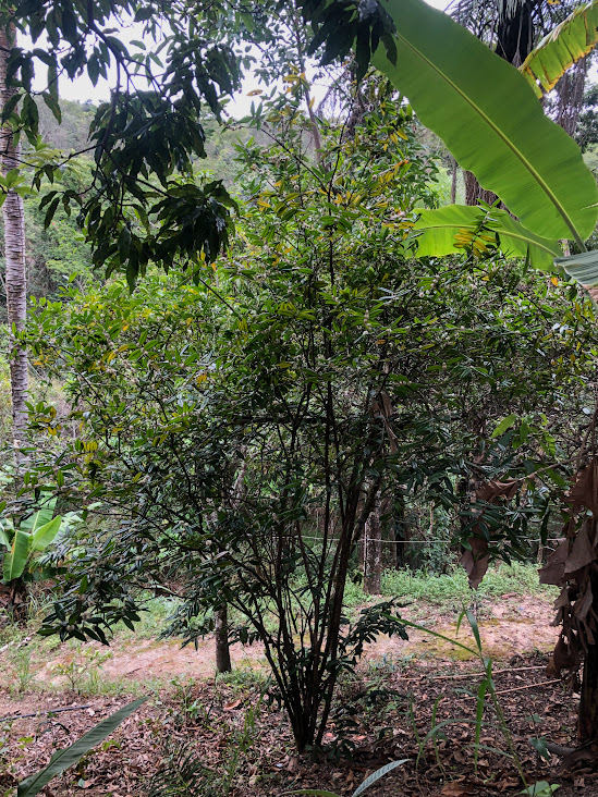 Guapirijuba em área de encosta .