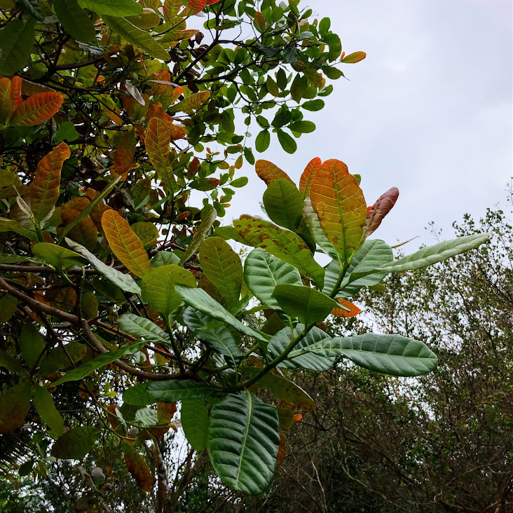 Folhas do cajueiro.