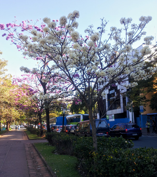 Ipê branco florido junto com roxos.