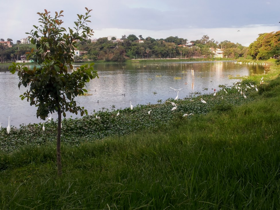 Proliferação de aguapés na Lagoa da Pampulha.