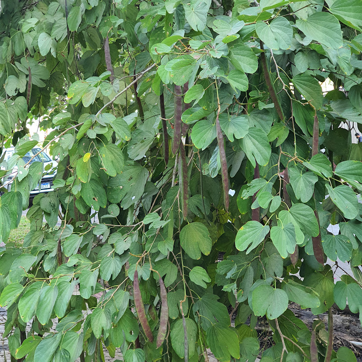 Folhas e frutos da pata-de-vaca.