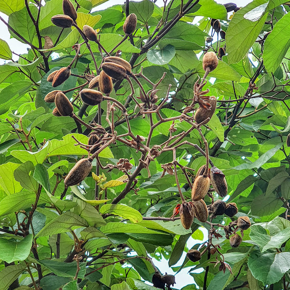 Frutos da açoita-cavalo.