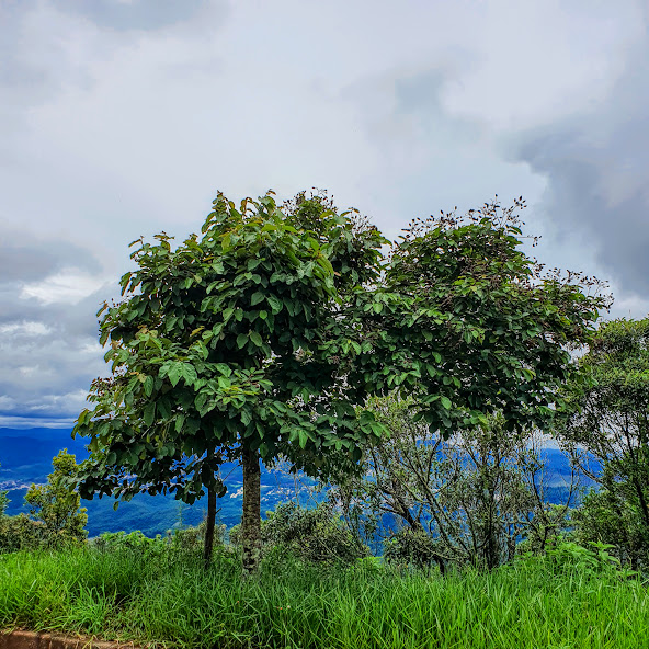 Açoita-cavalo na Serra do Curral.