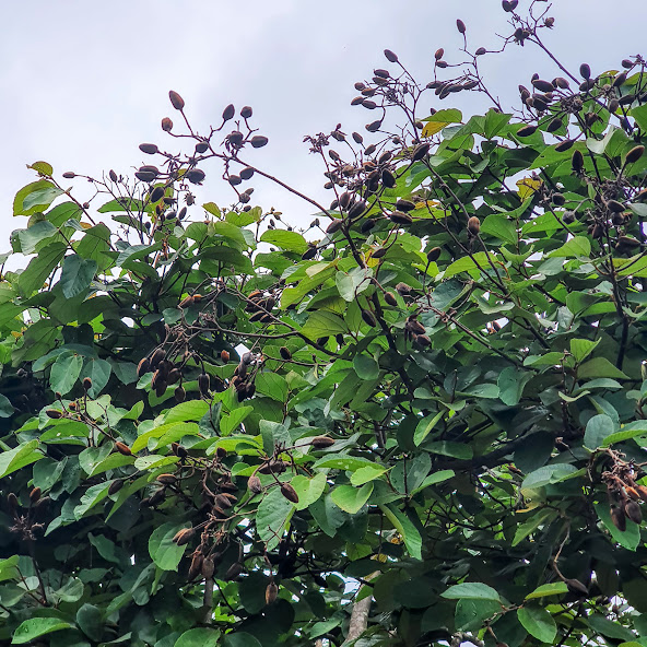 Luehea divaricata - Programa Arboretum