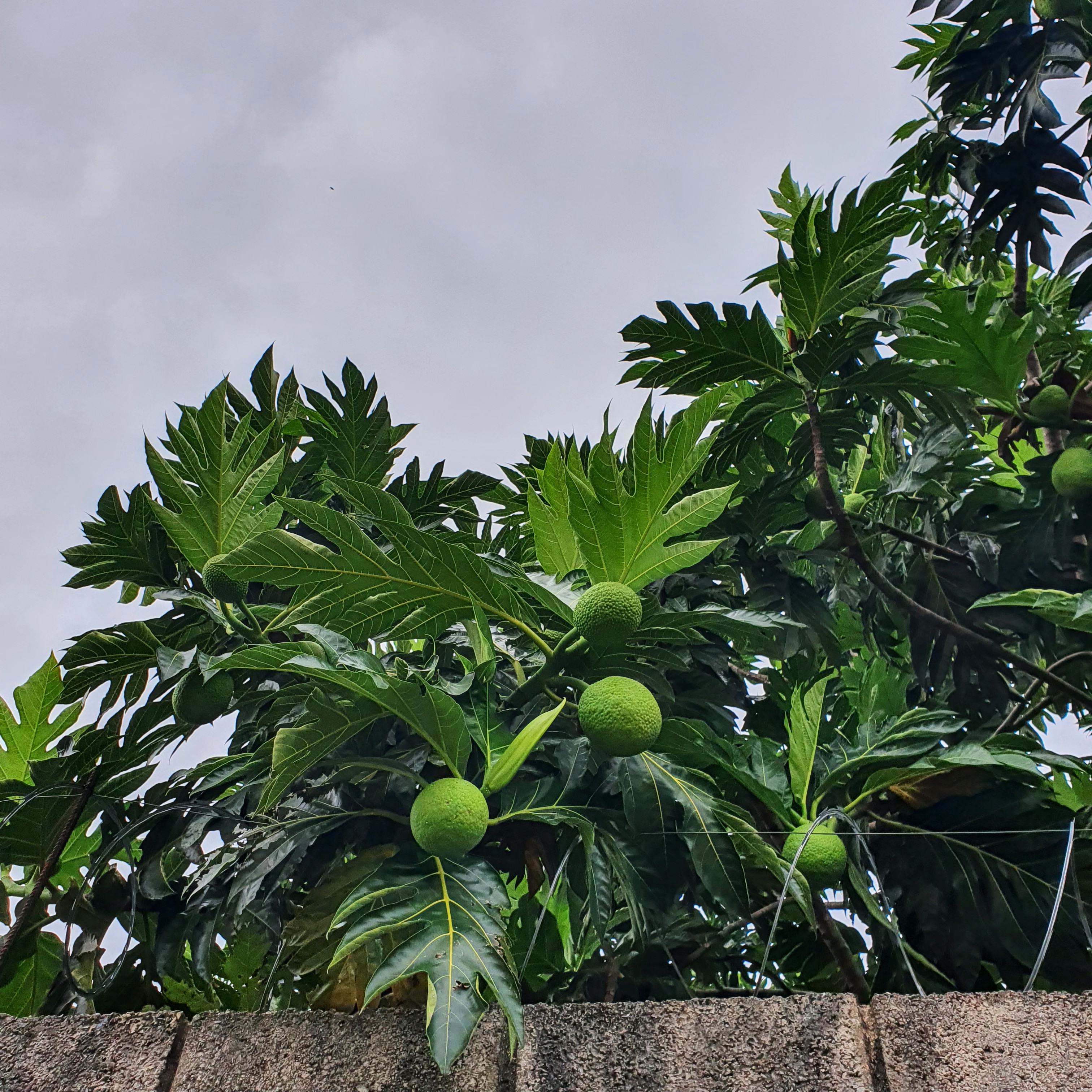 Folhas e frutos da fruta-pão.