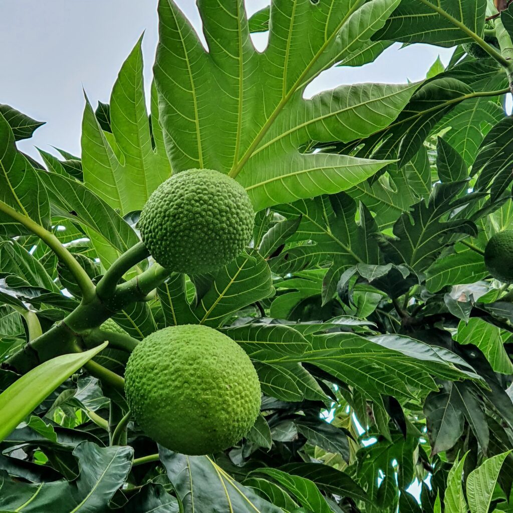 Artocarpus altilis fruta pão Biologia da Paisagem