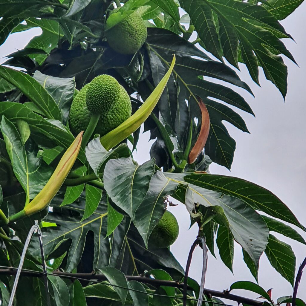 Folhas e frutos da fruta-pão.