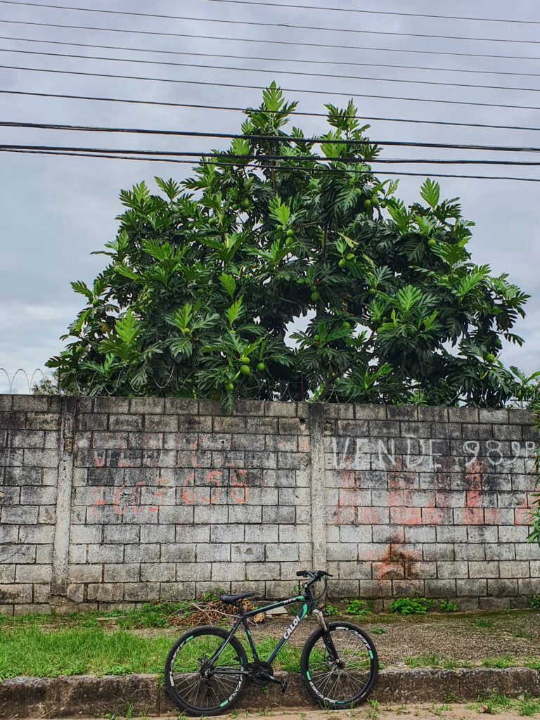 Árvore de fruta-pão.