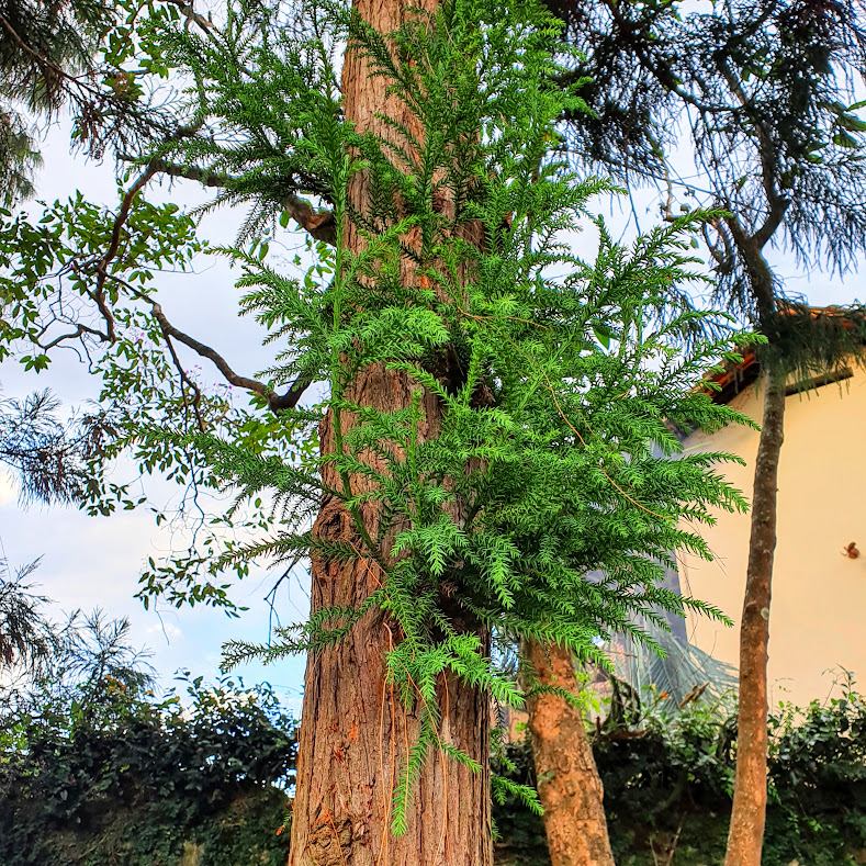 Pinheiro japonês (Cryptomeria japonica) Ramos e folhas do pinheiro-japonês.