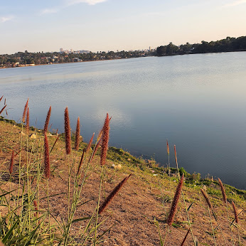 Inflorescências do capim-oferecido.