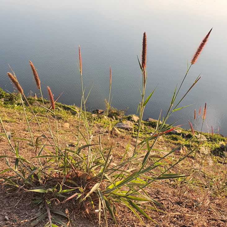 Capim-oferecido na orla da Lagoa da Pampulha.