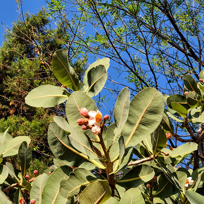 Flores abertas do pau-santo.