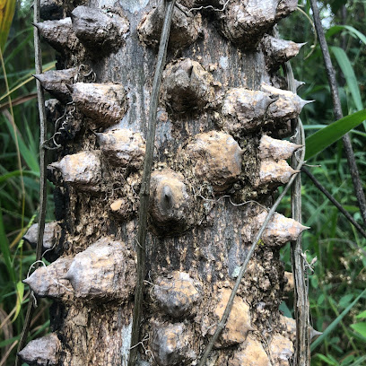 Tronco da mamica-de-porca.