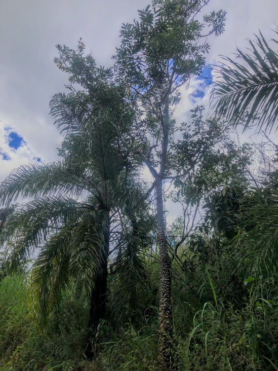 Indivíduo de mamica-de-porca em área elevada.