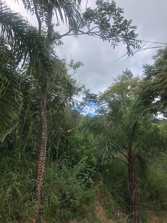 Indivíduo de mamica-de-porca em área elevada.