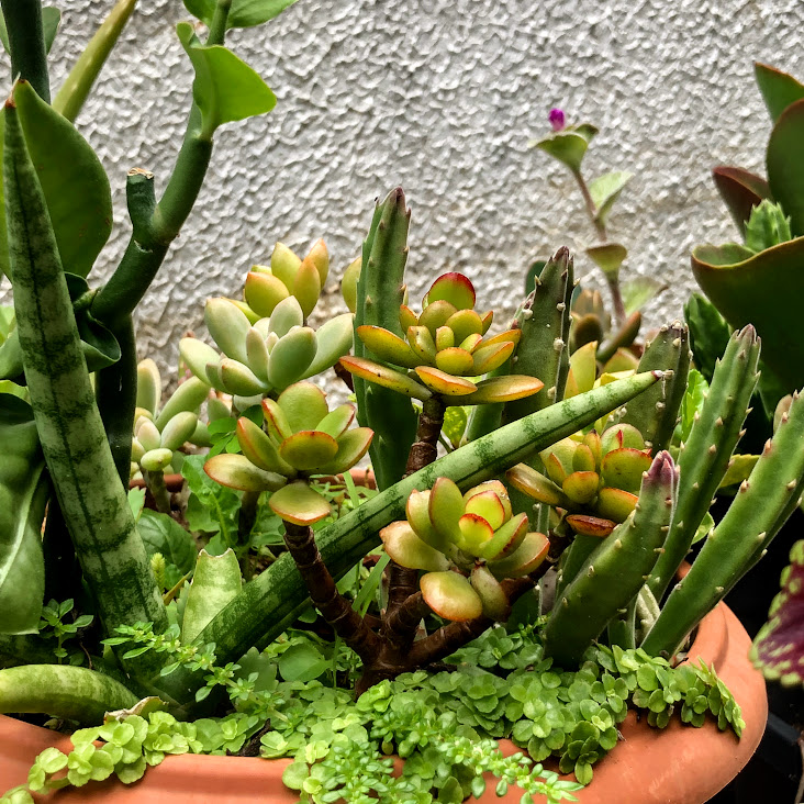 Jade-miniatura cultivada em vaso.