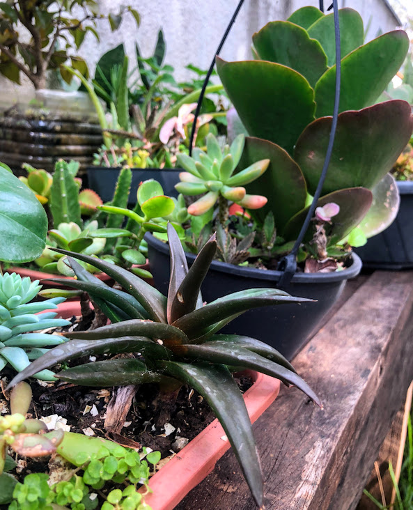 Babosa-negra cultivada em vaso.