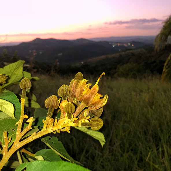 Flor e botões florais do açoita-cavalo-graúdo.