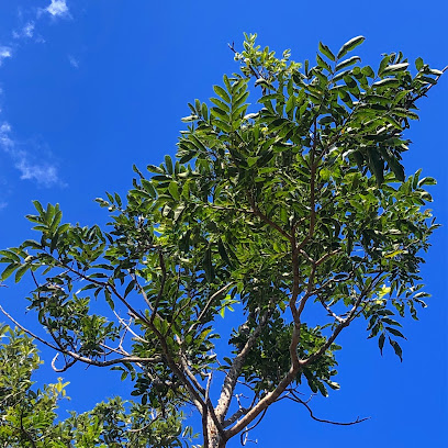 Folhagem da mamica-de-porca,