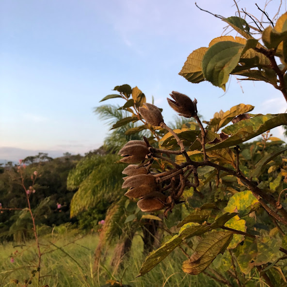 Frutos (cápsulas) da açoita-cavalo-graúdo.