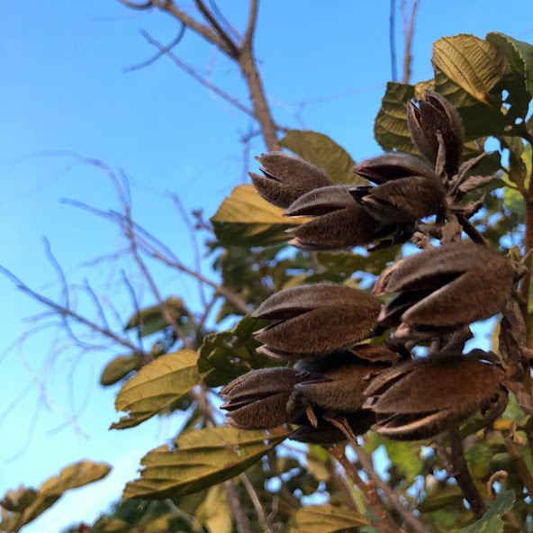 Frutos (cápsulas) da açoita-cavalo-graúdo.