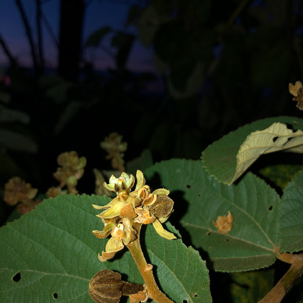 Flores velhas da açoita-cavalo-graúdo.