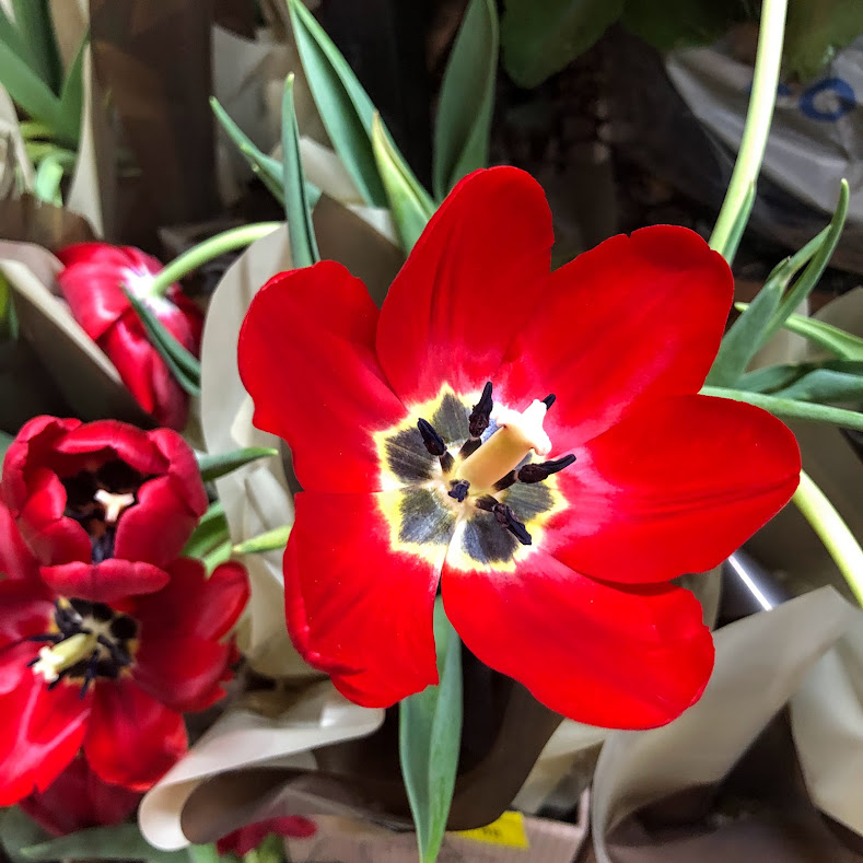 Flores das tulipas.